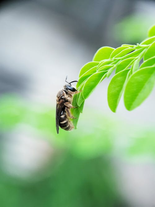 Bee Perched on Green Leaves