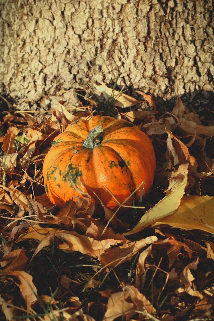 A Squash On Fallen Leaves