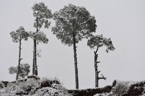 Photos gratuites de arbres, échelle des gris, monochrome