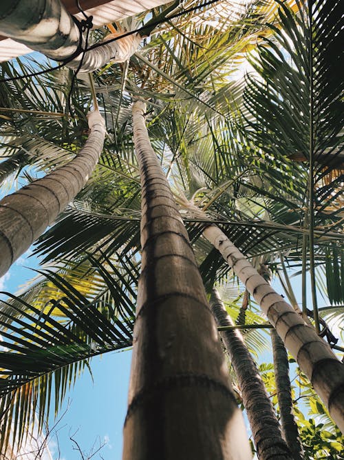 나무 줄기, 로우앵글 샷, 섬의 무료 스톡 사진