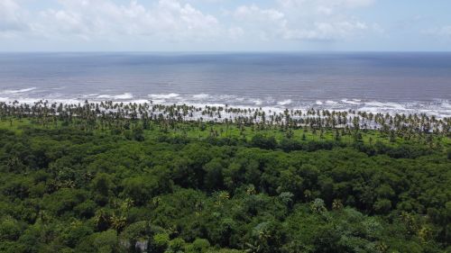 Free Stunning aerial view of a lush tropical coastline in Trinidad with palm trees and ocean waves. Stock Photo