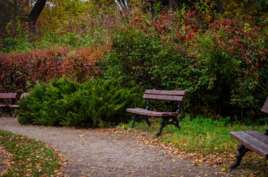 Scenic autumn park pathway lined with wooden benches and vibrant foliage, perfect for a tranquil walk.