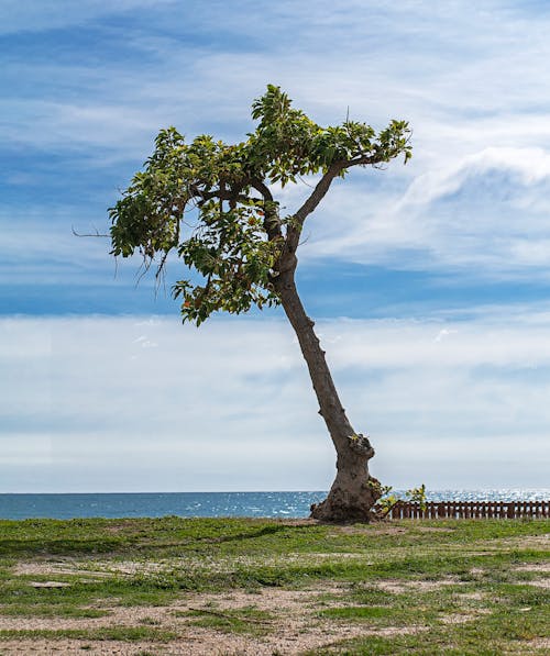 Foto d'estoc gratuïta de a l'aire lliure, arbre verd, camp verd