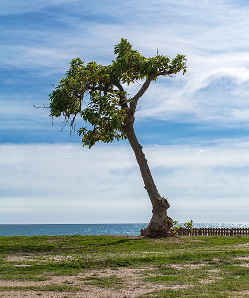 Free A lone tree stands on a coastal landscape in Pineda de Mar, against a blue sky. Stock Photo