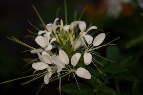 Miễn phí Ảnh lưu trữ miễn phí về cận cảnh, cánh hoa trắng, hệ thực vật Ảnh lưu trữ