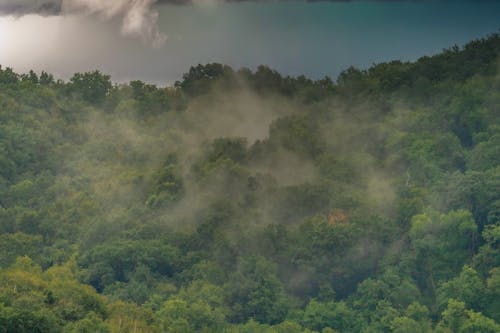 Ingyenes stockfotó drónfelvétel, erdő, fehér felhők témában Stockfotó