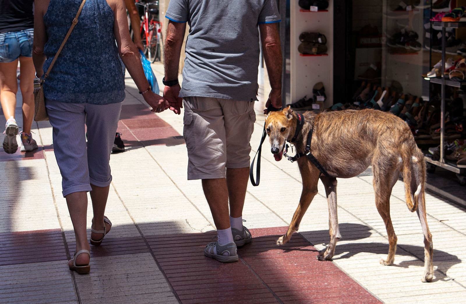 Pet owners walking with their dog