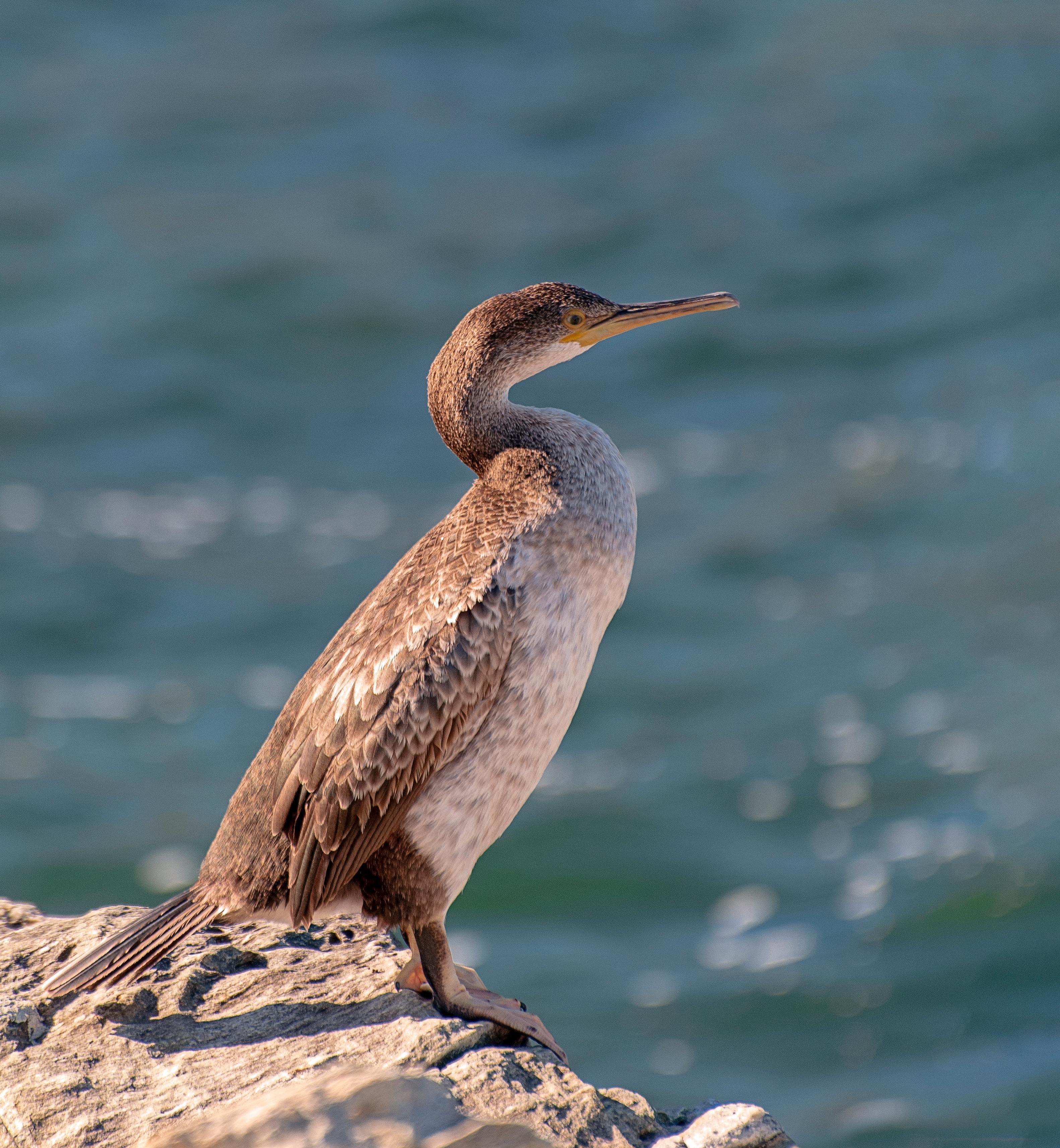 Socotra Photos, Download The BEST Free Socotra Stock Photos & HD Images