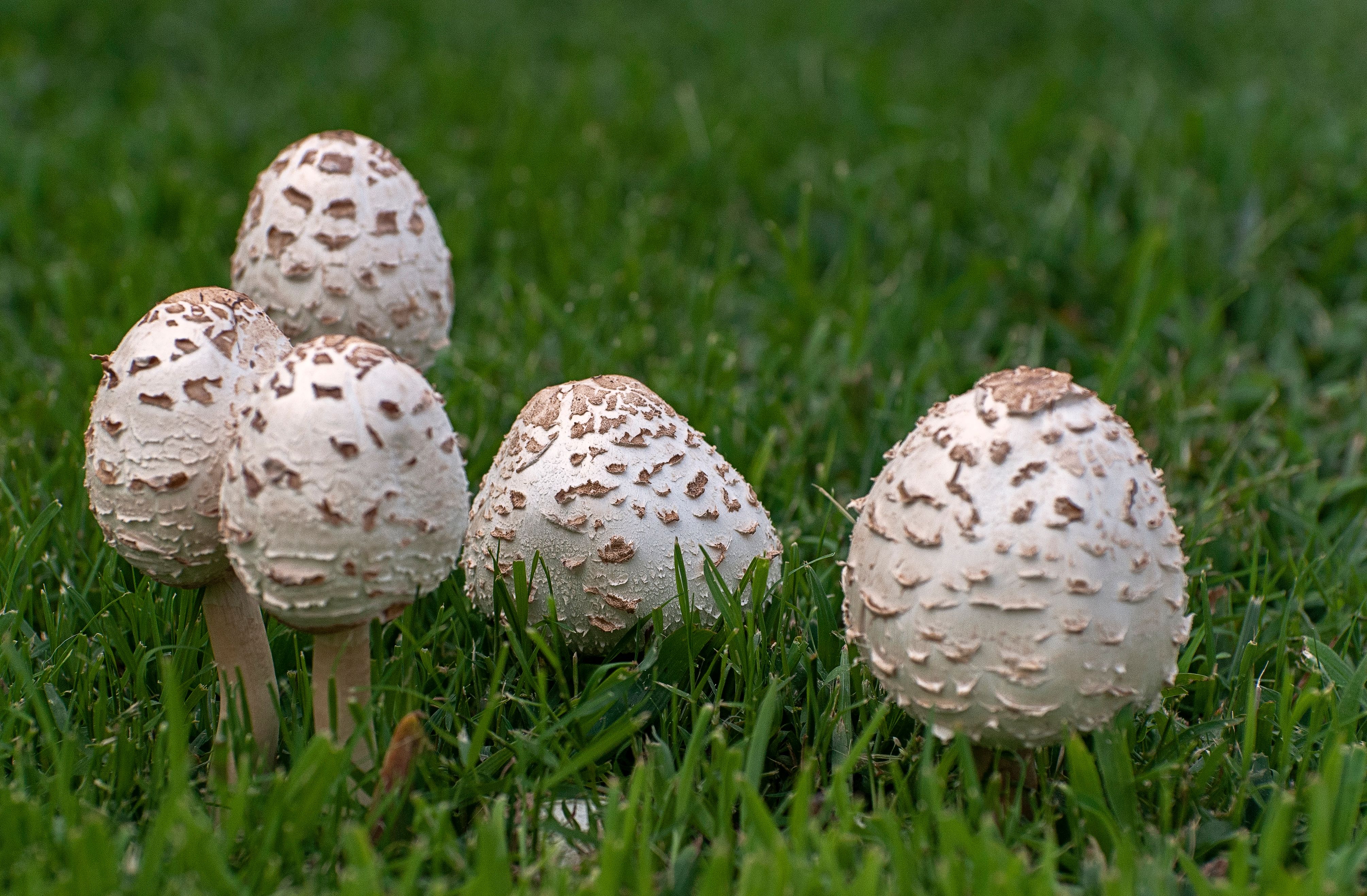 Macro shot of shaggy parasol mushrooms (Chlorophyllum rhacodes) growing in lush green grass.