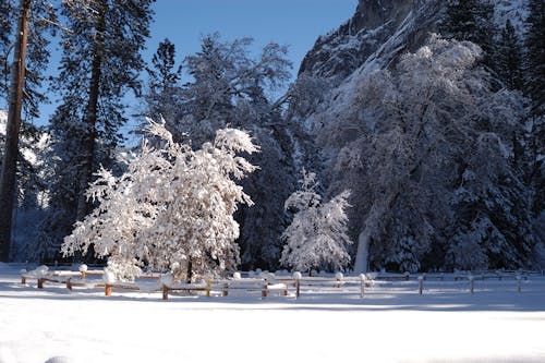 Безкоштовне стокове фото на тему «дерева, засніжений, зима»