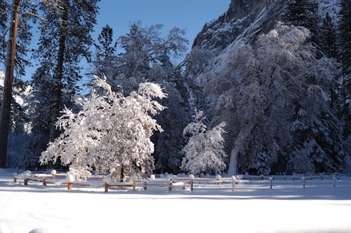 Trees Covered with Snow