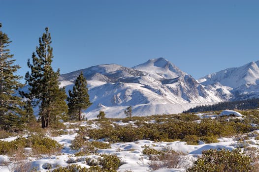 Beautiful snowcapped mountains and evergreen trees under a clear blue sky in winter.