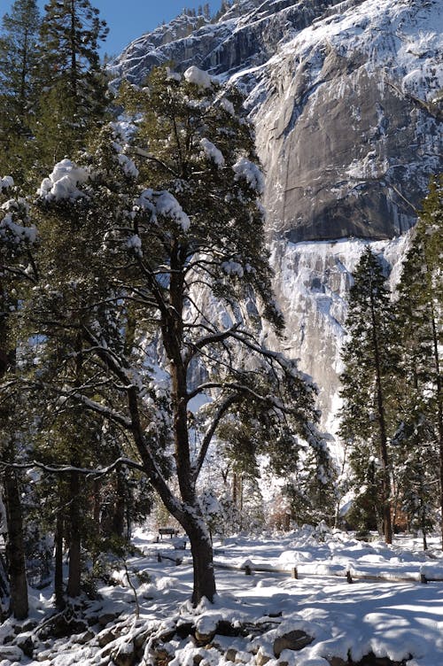 Trees on Snow Covered Ground