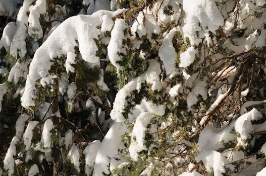 Branches of a pine tree adorned with heavy snow in bright winter sunlight.
