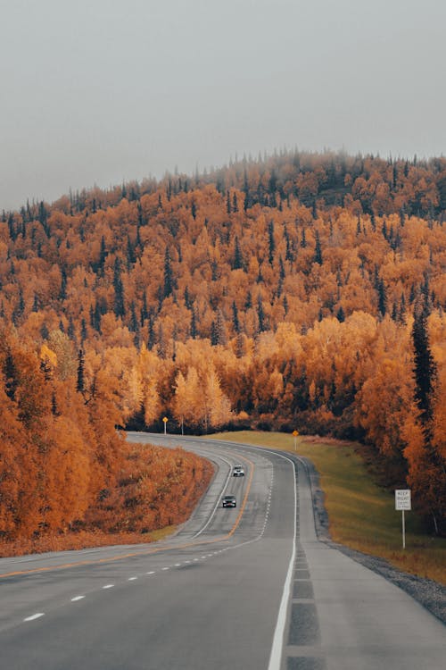 View of an Asphalt Road in Mountains Covered with Trees in Autumnal Colors 