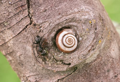 A Black Carpenter Ant beside a Snail on a Tree