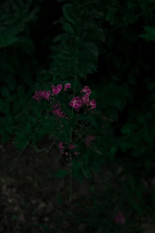 Gratis lagerfoto af blade, blomster, lodret skud