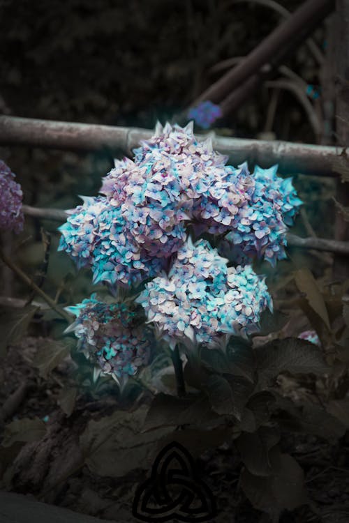 Close up of Colorful Flowers