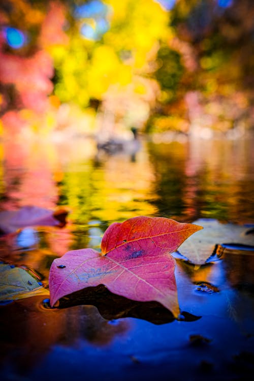 Close-up of a Red Autumnal Leaf Lying in the Water 