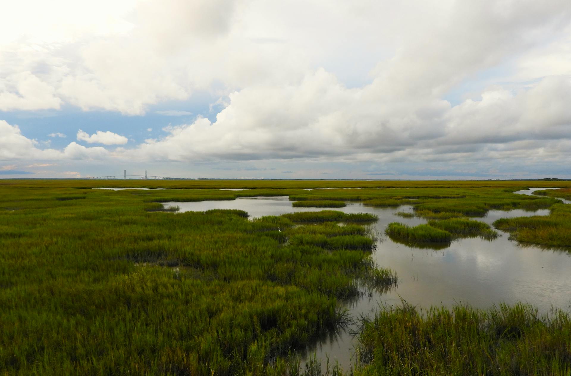 Explore the lush wetlands of Jekyll Island, Georgia, showcasing serene marsh landscapes.