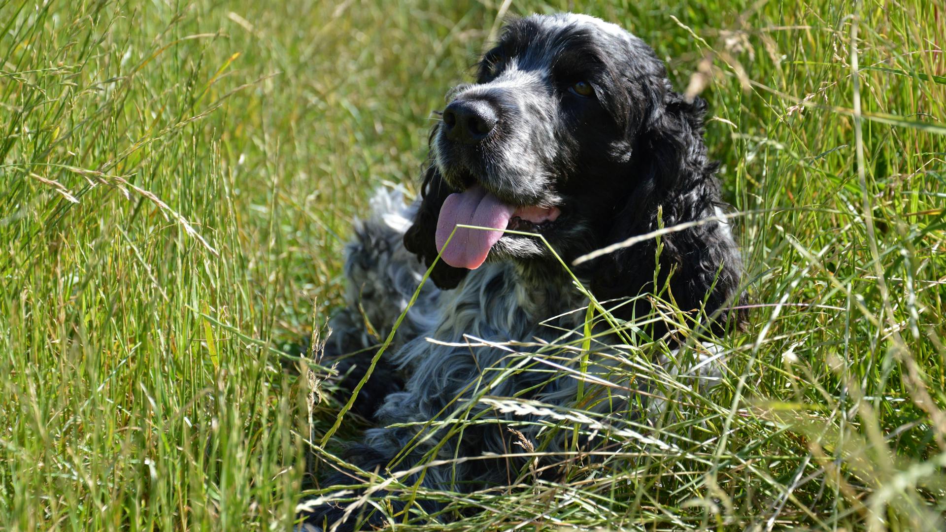 A Black and White Coated Dog in the Grass Field