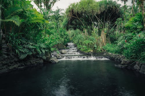 Small Waterfall in Forest