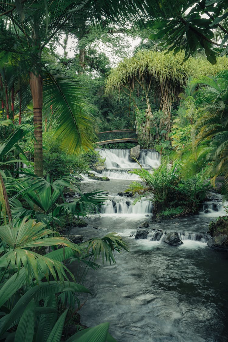 A Stream In A Forest