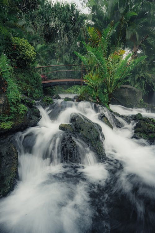 Immagine gratuita di a cascata, boschi, creek