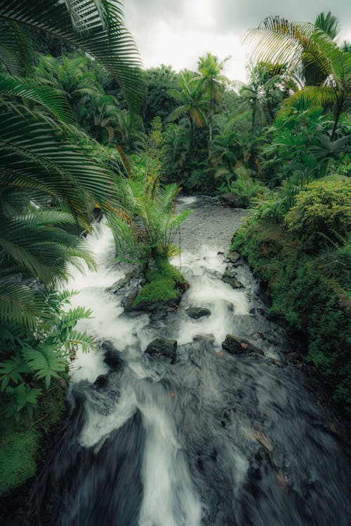 Fotobanka s bezplatnými fotkami na tému 4k tapety, džungľa, džungle pozadia