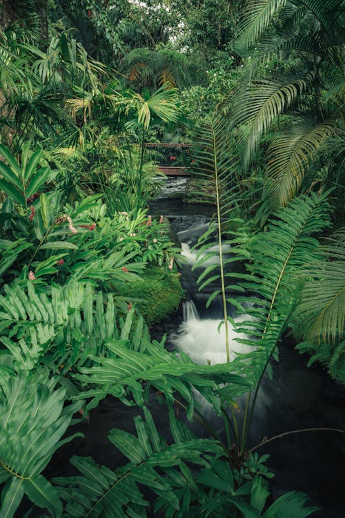 Darmowe zdjęcie z galerii z drzewa, dżungla, las