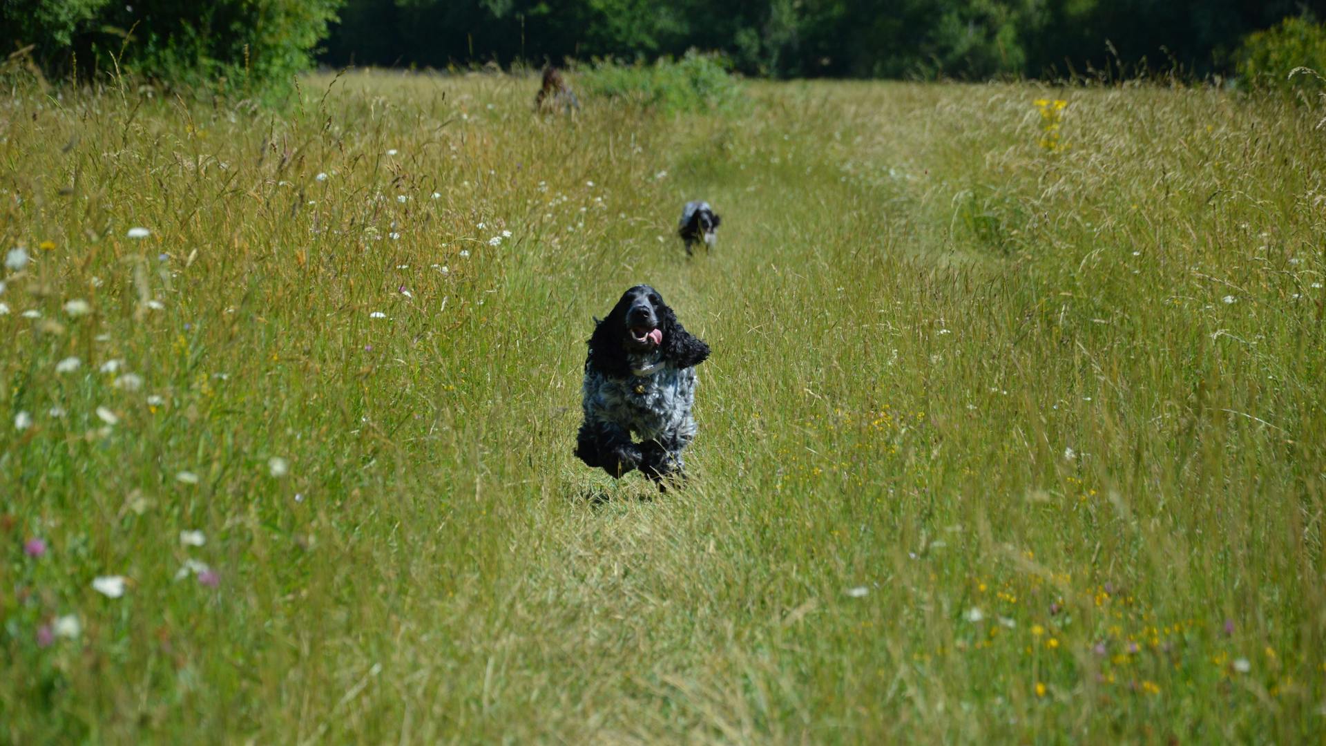 Dogs Running on Grass