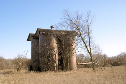 Foto d'estoc gratuïta de abandonat, arbres, branques