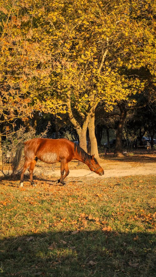 Brown Horse Eating Grass on the Field