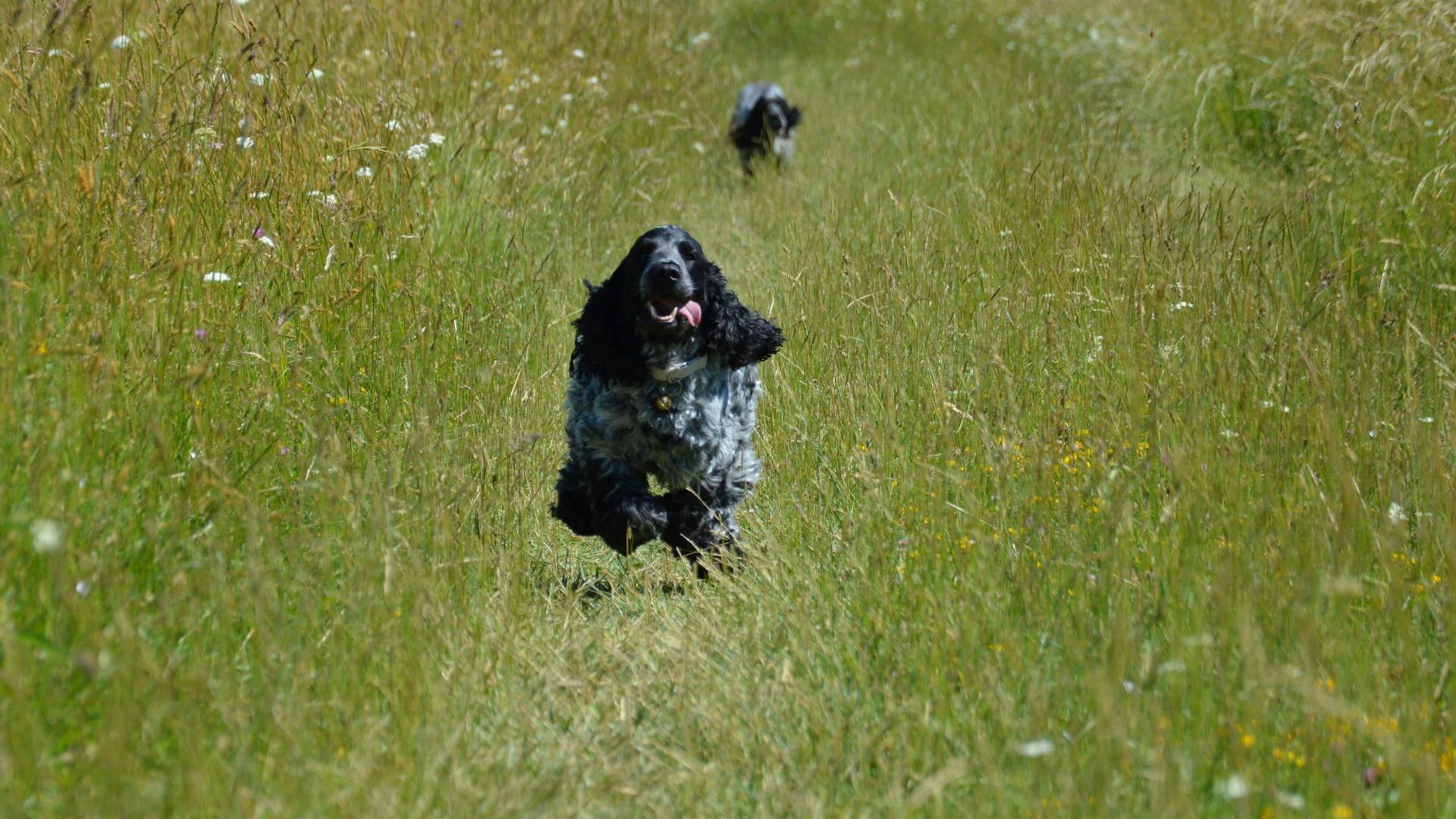 A Cocker Spaniel Running on the Field