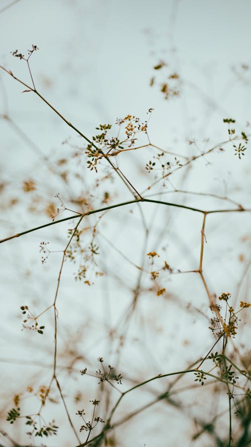 Delicate Twigs with Tiny Flowers