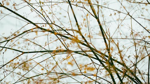 Twigs and Branches of a Leafless Tree