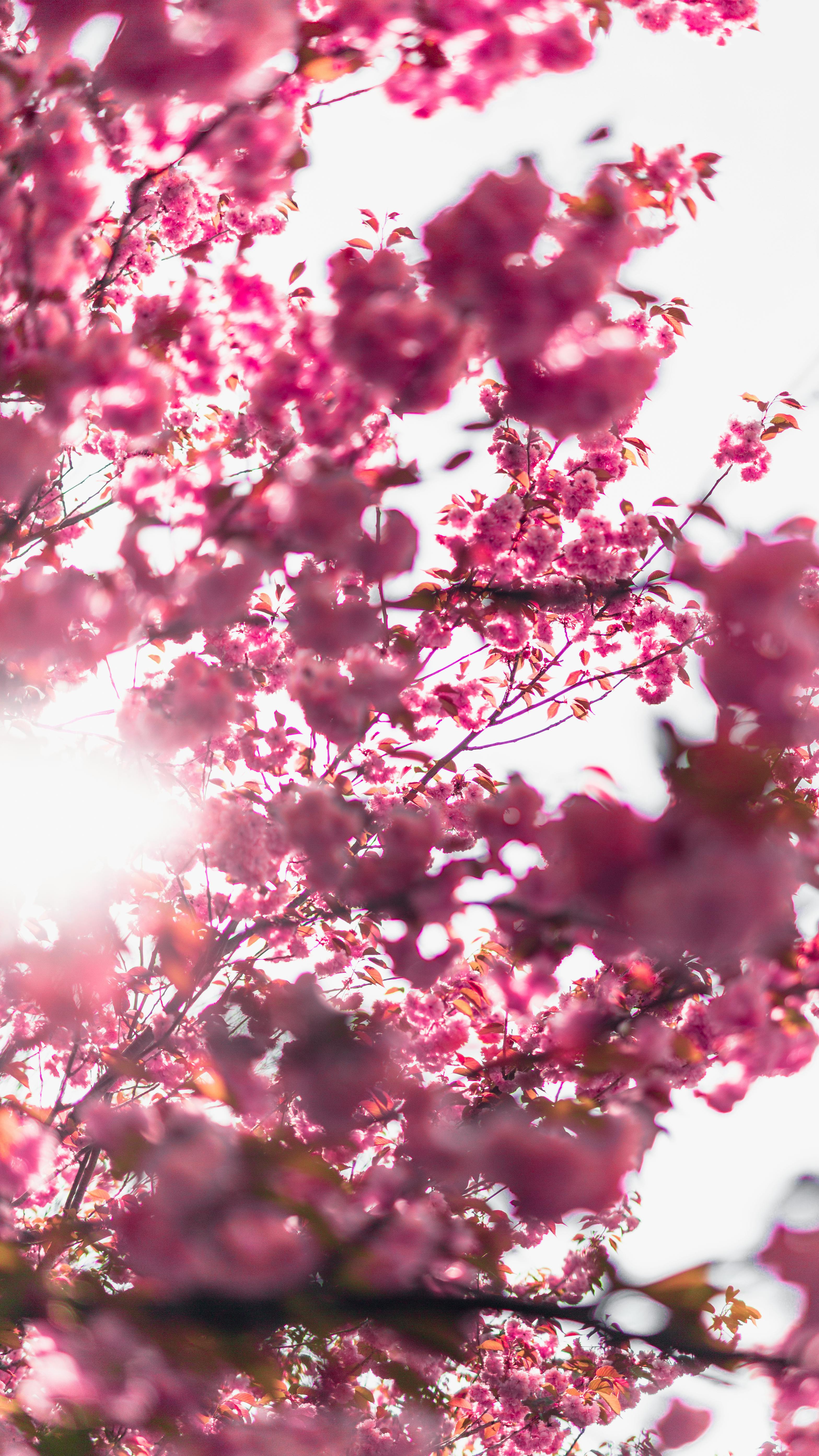 76 Gambar Ranting Bunga Sakura Paling Keren 76 Gambar Ranting Bunga Sakura Paling Keren