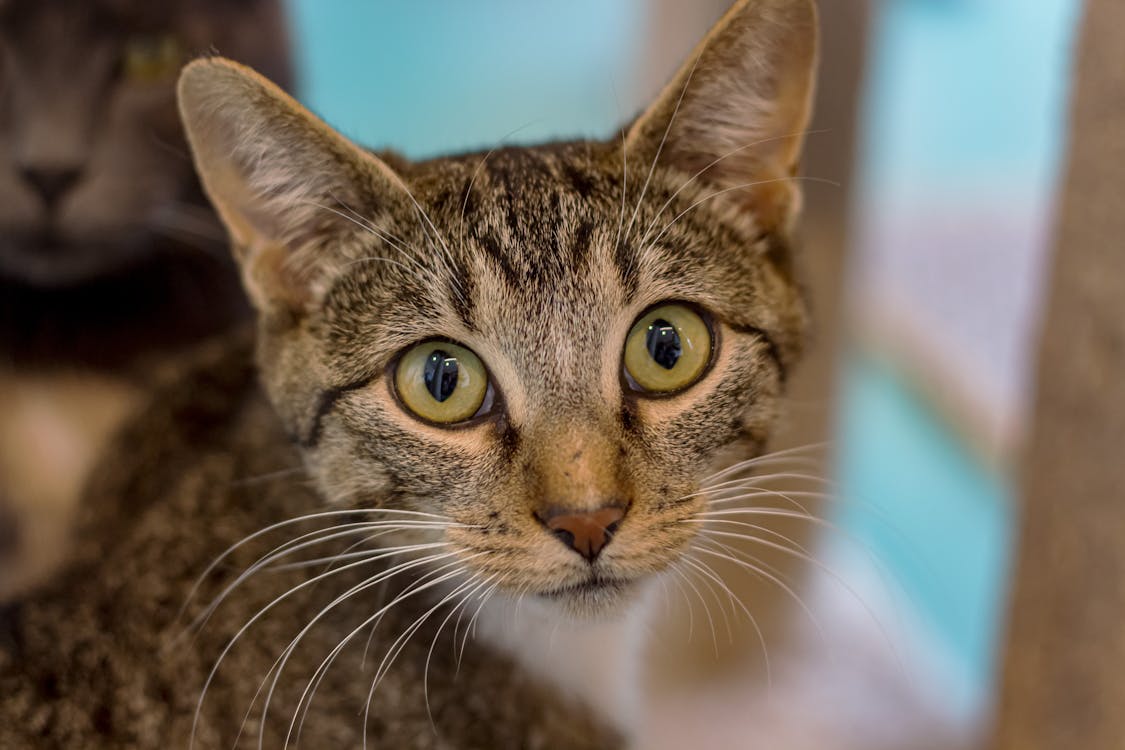 Top 10 Dangerous Cat Breeds In The World