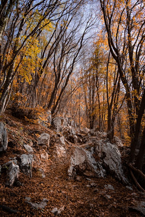 Free A Woodland with Fall Foliage Stock Photo