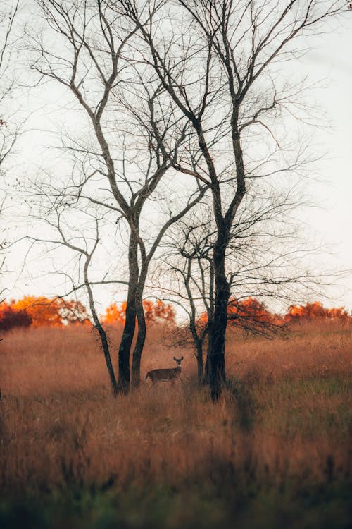 A Deer on Brown Grass Field Between Leafless Trees