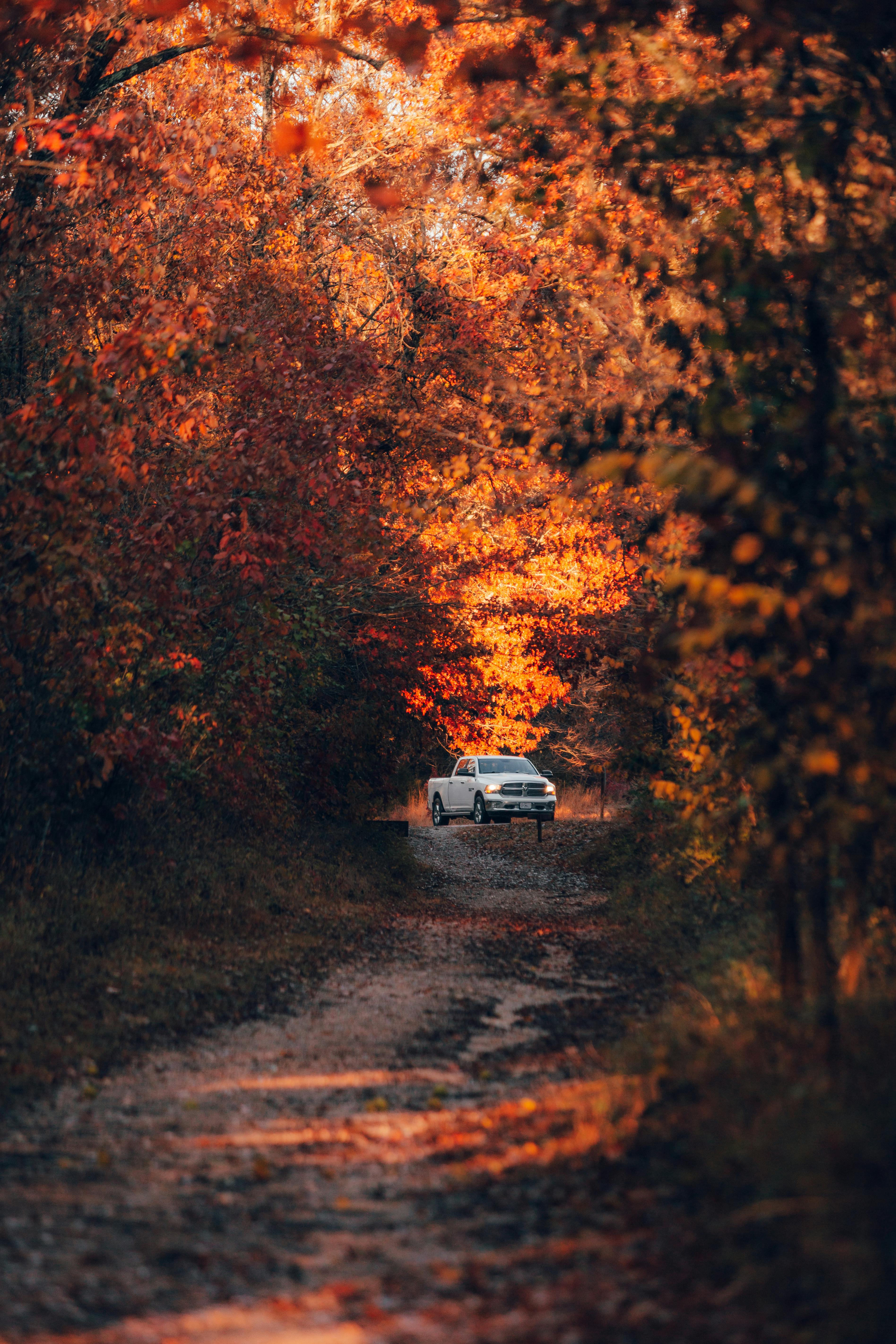 A scenic view of a car driving through an autumn forest with vibrant fall foliage.