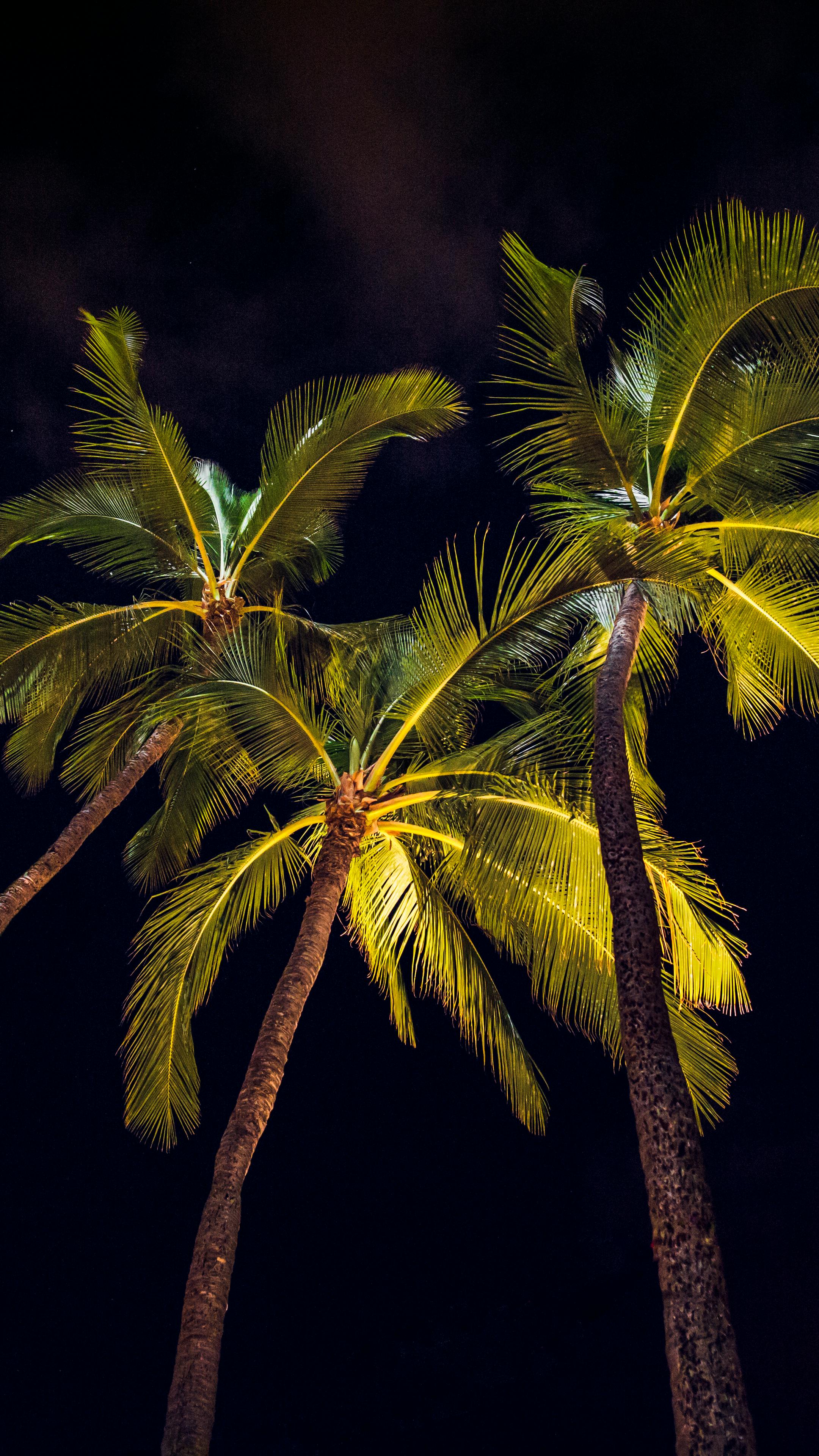 Free stock photo of leaves, night, palm trees