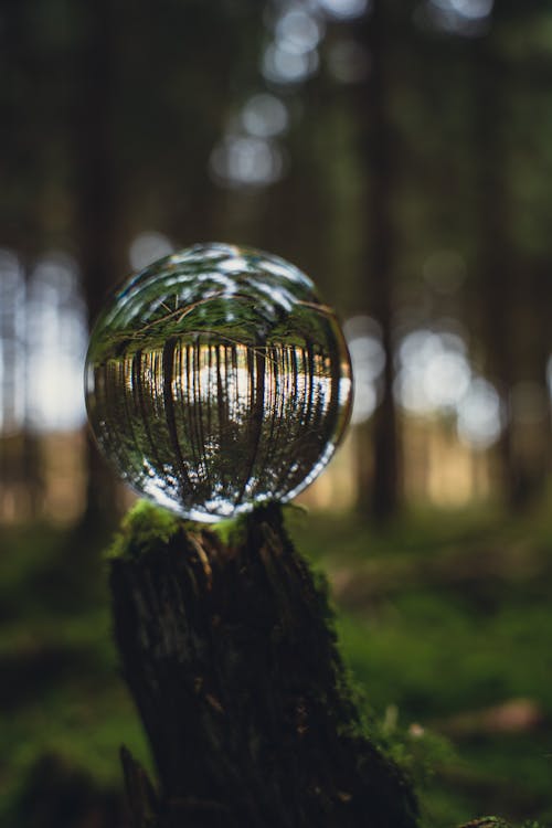 Photos gratuites de arbres, boule de cristal, forêt
