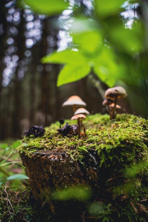 Mushrooms Growing on a Mossy Tree Stump