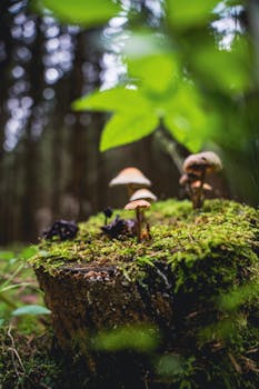 Close-up of mushrooms and moss on a tree stump, showcasing natural forest beauty.