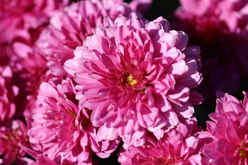 Gratis stockfoto met bloeien, bloem fotografie, bloesem Stockfoto