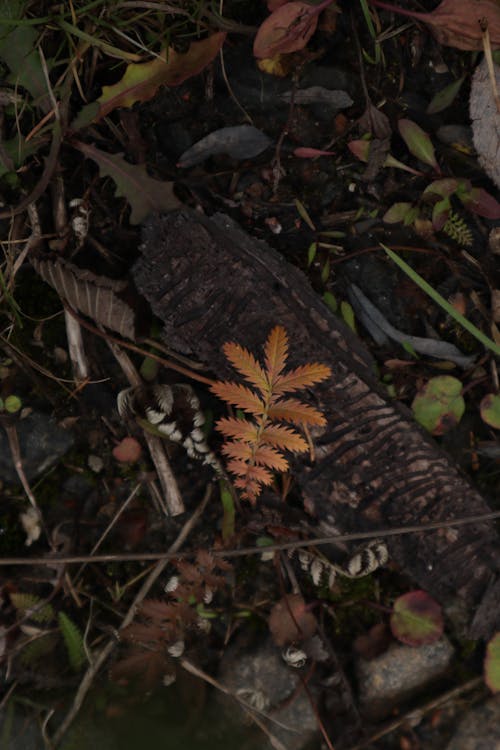 Top View of a Forest Floor