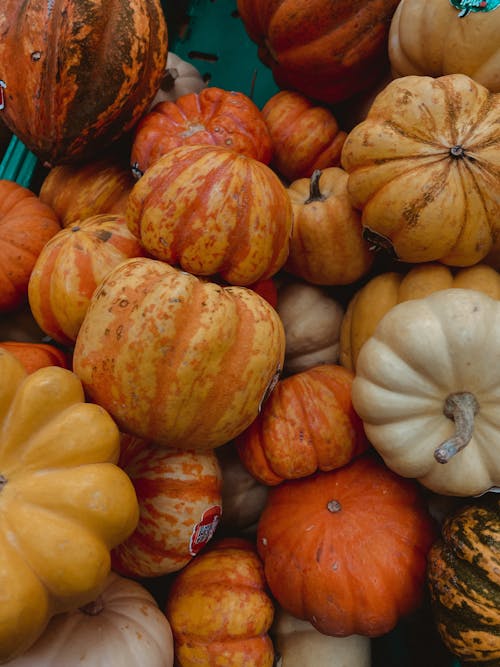 Close-Up Shot of Fresh Squashes