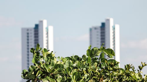 White Towers Behind a Shrub 