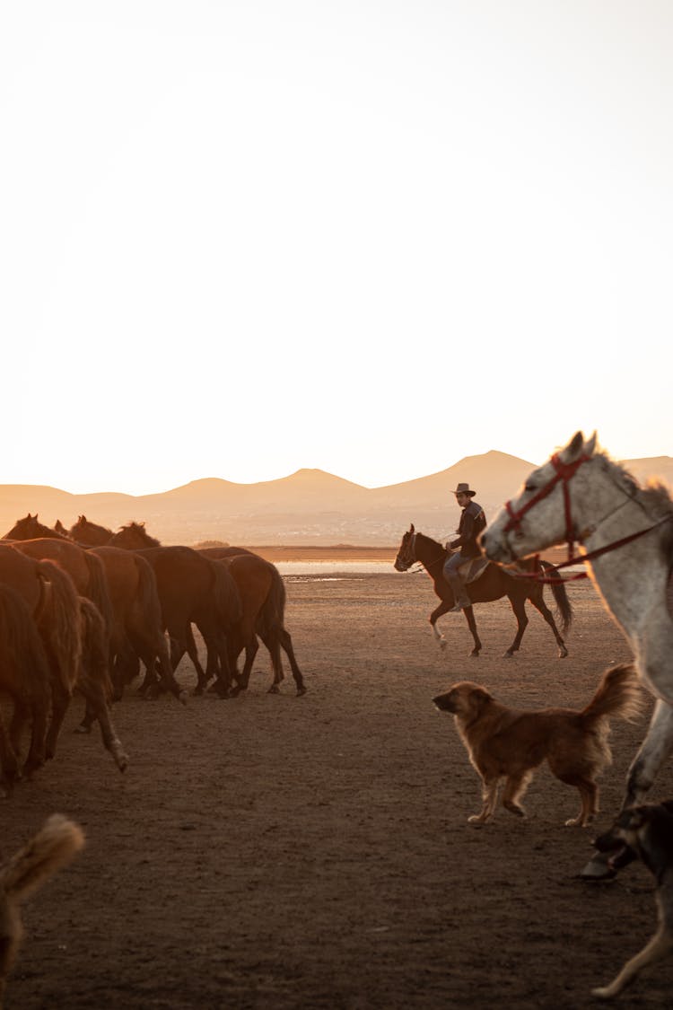 Cowboys Herding Horses With Dogs Help